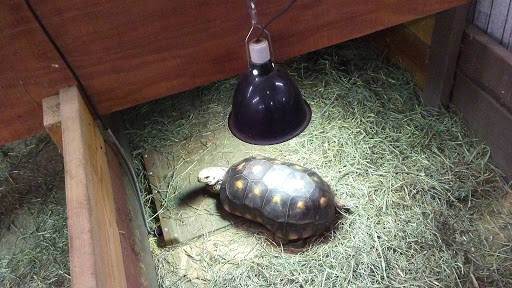 Pet Store «Just Pets», reviews and photos, 393 NY-5, Irving, NY 14081, USA