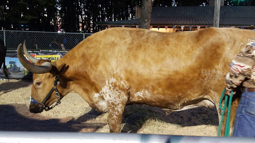 Rodeo «Molalla Buckeroo Association», reviews and photos, 815 Shirley St, Molalla, OR 97038, USA
