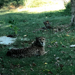 Photo n°5 de l'avis de Cristina.a fait le 27/07/2020 à 19:56 sur le  Parco Zoo Falconara Srl à Falconara Marittima