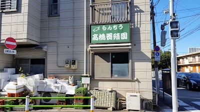 高橋らんちゅう養殖園