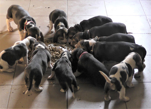 Éleveur de chiens Élevage Du Cheval Marquet Rieux