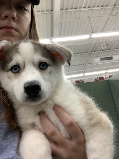 Pet Store «Petland», reviews and photos, 351 Diederich Blvd, Ashland, KY 41101, USA