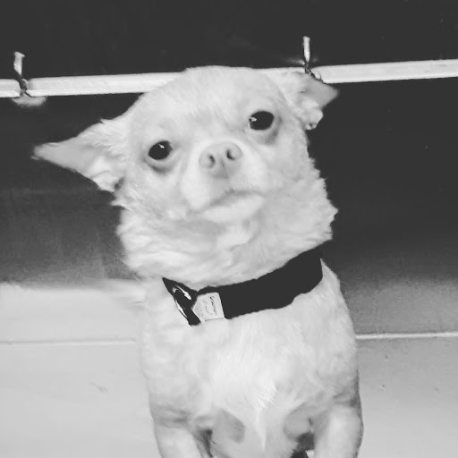 Pet Supply Store «Petco Animal Supplies», reviews and photos, 8700 Preston Rd #105, Plano, TX 75024, USA