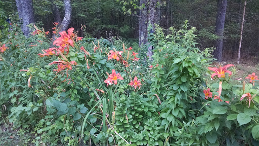 Vineyard «Mulberry Vineyards», reviews and photos, 95 Pound Rd, Chepachet, RI 02814, USA