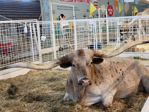 Stadium «Cotton Bowl Stadium», reviews and photos, 3750 The Midway, Dallas, TX 75215, USA