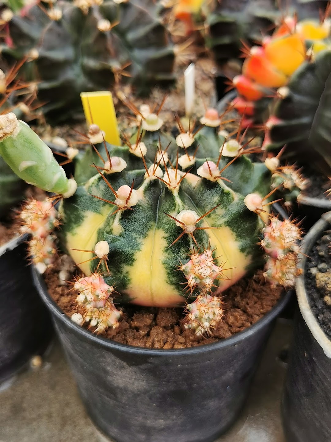 Baojai Cactus 2