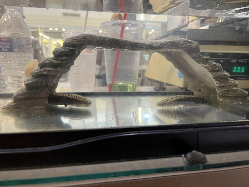 Pet Store «Alley Cat Pet Center», reviews and photos, 8700 NE Vancouver Mall Dr, Vancouver, WA 98662, USA