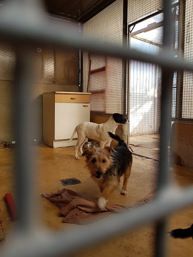 Lieux d'adoption de chiens Marseille