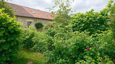 les fleurs en Liberté à Serans