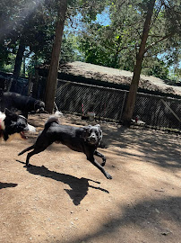 Pet Lodge and Day Spa - Photo 3 - Car repair in River Vale, NJ, Yonkers