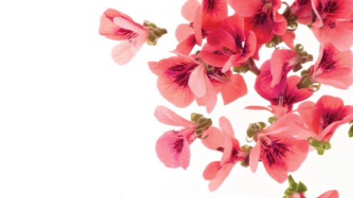 Spa «Premiere Salon & Spa», reviews and photos, 111 Market St NE #101, Olympia, WA 98501, USA