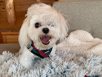 My Favorite Pet Nanny - Photo 5 - Car repair in , South Lyon