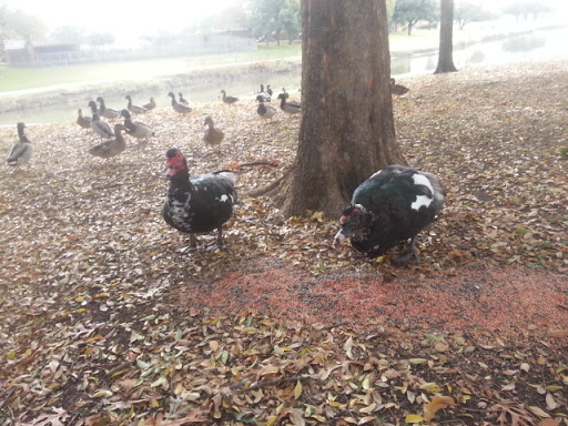Park «Big Lake Park», reviews and photos, 3800 Rainier Rd, Plano, TX 75023, USA