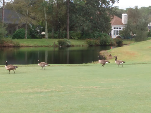 Golf Course «Deercreek Country Club», reviews and photos, 7816 Mc Laurin Rd N, Jacksonville, FL 32256, USA