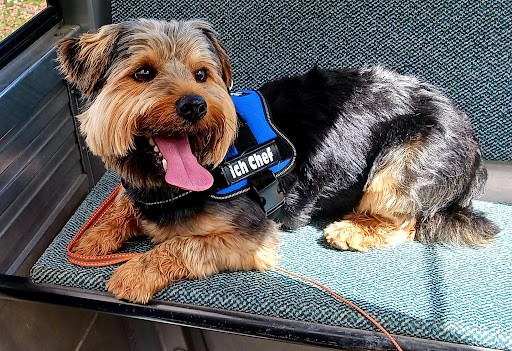 Dr.med.vet. Sylvia Steiner Tierärztin unter Biessenhofen, Bayern