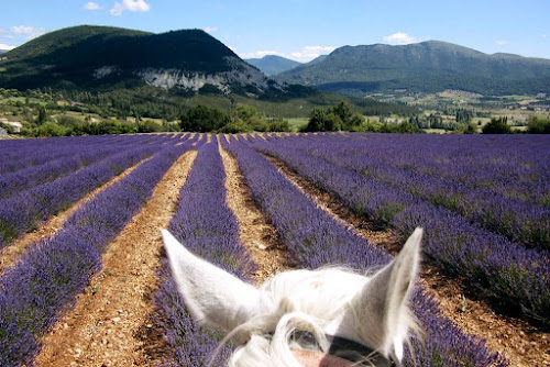 attractions Le Sud à Cheval - Randos à cheval Provence Luberon Lauris Lauris