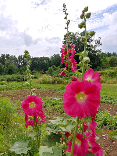 Farm «Heron Pond Farm», reviews and photos, 299 Main Ave, South Hampton, NH 03827, USA