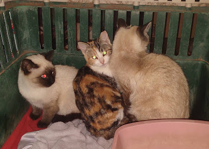 Best Friends Animal Clinic 1281 Kanab Canyon Rd, Kanab, UT 84741