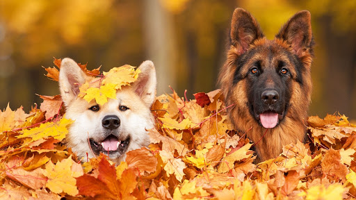 Pet Supply Store «Sunflower Natural Pet Supplies», reviews and photos, 514 Pillsbury Dr, Manhattan, KS 66502, USA