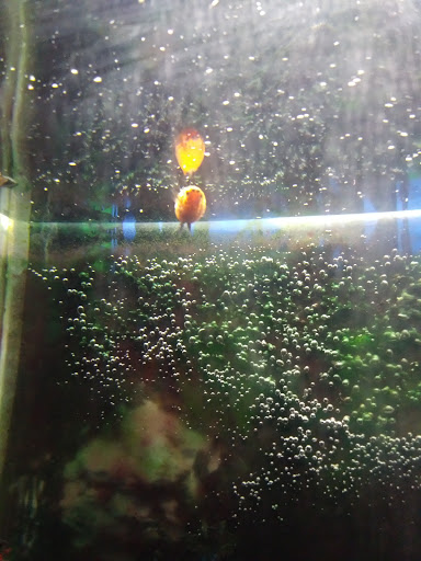 Pet Supply Store «Petco Animal Supplies», reviews and photos, 4559 Main St, Bridgeport, CT 06606, USA