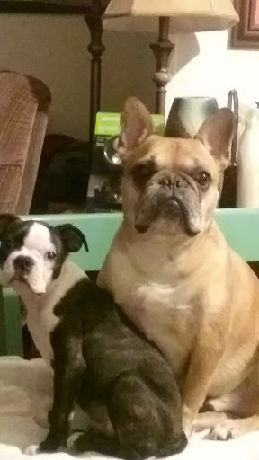 Pet Store «PetSmart», reviews and photos, 17150 Ventura Blvd, Encino, CA 91316, USA