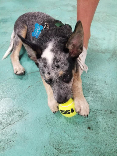  «Animal Crackers», reviews and photos, 280 NE 2nd St, Miami, FL 33132, USA