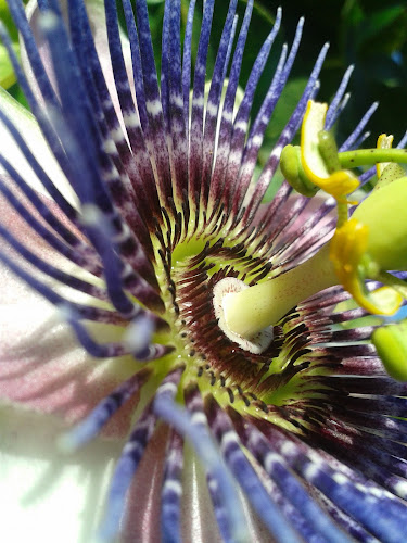 Rezensionen über Blumen Aphrodisia in Herisau - Blumengeschäft