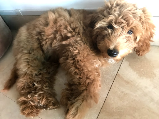 Pet Supply Store «Petco Animal Supplies», reviews and photos, 1121 5th St, Miami Beach, FL 33139, USA