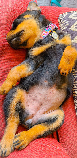 Pet Supply Store «The Healthy Pet», reviews and photos, 2777 Friendly St, Eugene, OR 97405, USA