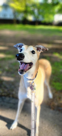 mydot.dog - Photo 6 - Car repair in Mattapan, MA, Boston