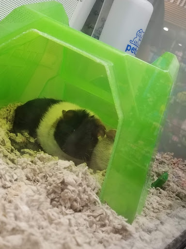 Pet Supply Store «Petco Animal Supplies», reviews and photos, 12638 Capital Blvd, Wake Forest, NC 27587, USA