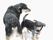 Park Animal Hospital - Car repair in Simi Valley, CA, Simi Valley - Rated 4.7/5