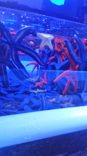 Pet Store «Tanks A Lot Aquariums», reviews and photos, 6680 Lantana Rd, Lake Worth, FL 33467, USA