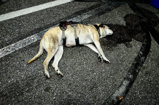 Motorcycle Shop «City Moto», reviews and photos, 4911 N College Ave, Indianapolis, IN 46205, USA