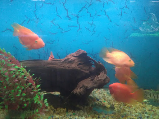 Pet Supply Store «Global Aquatics & Pet Supplies», reviews and photos, 1420 S Carlos Ave, Ontario, CA 91761, USA