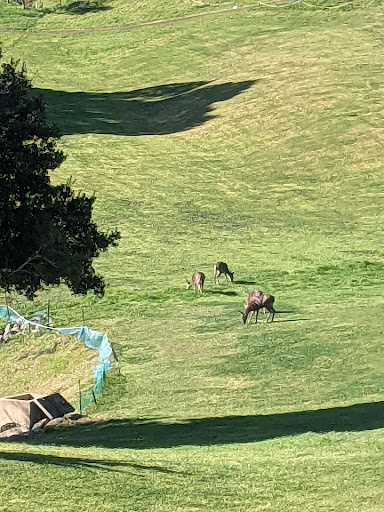 Golf Course «Emerald Hills Golf Course», reviews and photos, 938 Wilmington Way, Emerald Hills, CA 94062, USA