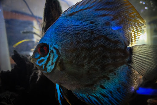 Pet Store «Pet Suppliers», reviews and photos, 2825 E Highland Rd, Highland Charter Twp, MI 48356, USA