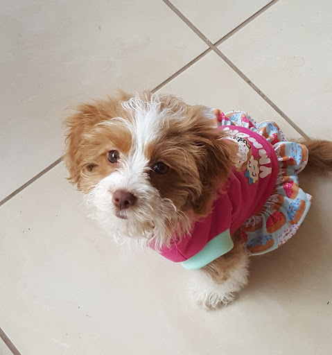 Pet Supply Store «Pet Supermarket», reviews and photos, 7201 Lake Worth Rd, Lake Worth, FL 33463, USA