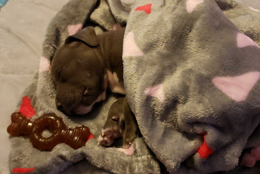 Pet Supply Store «PetSmart», reviews and photos, 225 NW Commons Loop, Lake City, FL 32055, USA