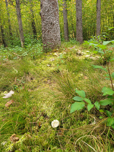 Park «Quaking Bog», reviews and photos, Theodore Wirth Pkwy, Minneapolis, MN 55411, USA