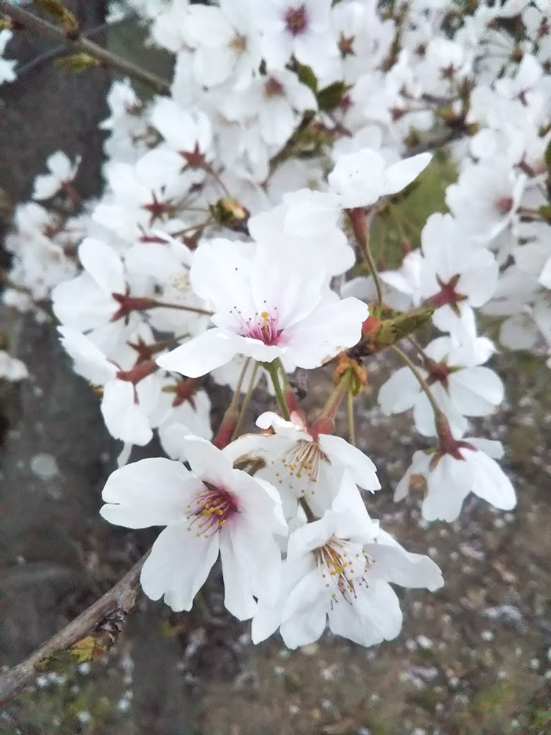 宮乃浦の桜並木