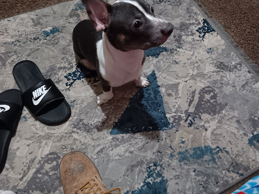 California Theatre of the Performing Arts image