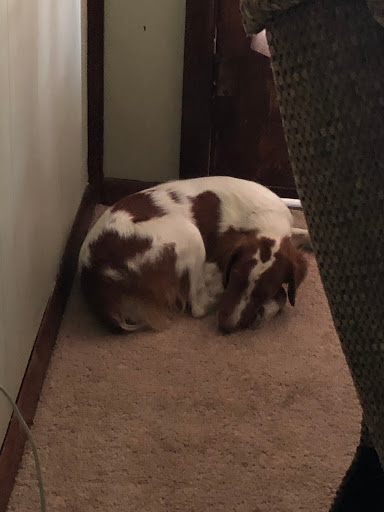 Home Improvement Store «Tractor Supply Co.», reviews and photos, 2003 E Tipton St, Seymour, IN 47274, USA