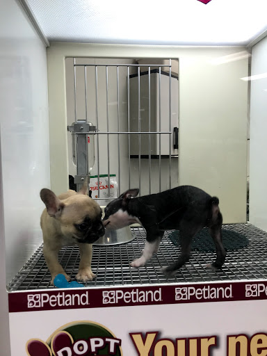 Pet Store «Petland Vineyard - San Antonio», reviews and photos, 1309 North Loop 1604 W #101, San Antonio, TX 78258, USA