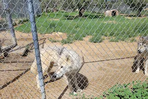 Wild Spirit Wolf Sanctuary image