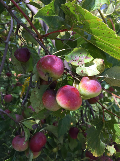 Non-Profit Organization «Aldo Leopold Nature Center», reviews and photos, 330 Femrite Dr, Madison, WI 53716, USA