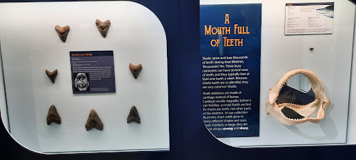 Museum «Museum», reviews and photos, 2142 Southern Dr, Statesboro, GA 30458, USA