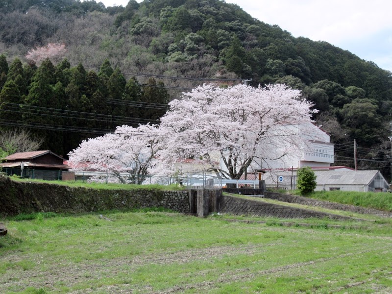 文治桜