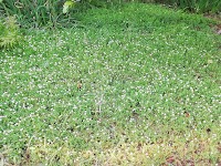 八本松レイクハイツ公園