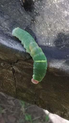 Amphitheater «RiversEdge», reviews and photos, 116 Dayton St, Hamilton, OH 45011, USA